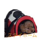 うちのこむさん②（個別スタンプ：4）