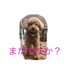 うちのこむさん②（個別スタンプ：6）