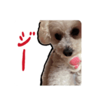 ちゃちゃ丸のチャチャ丸2（個別スタンプ：1）