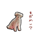 ちゃちゃ丸のチャチャ丸2（個別スタンプ：2）