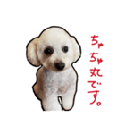ちゃちゃ丸のチャチャ丸2（個別スタンプ：5）