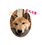 柴犬 琥鉄(こてつ)の日常スタンプ 2（個別スタンプ：1）