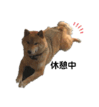 柴犬 琥鉄(こてつ)の日常スタンプ 2（個別スタンプ：2）