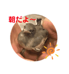 柴犬 琥鉄(こてつ)の日常スタンプ 2（個別スタンプ：3）