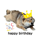 柴犬 琥鉄(こてつ)の日常スタンプ 2（個別スタンプ：5）