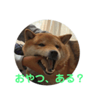 柴犬 琥鉄(こてつ)の日常スタンプ 2（個別スタンプ：6）