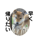 柴犬 琥鉄(こてつ)の日常スタンプ 2（個別スタンプ：7）