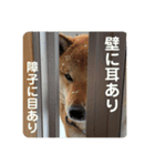 柴犬 琥鉄(こてつ)の日常スタンプ 2（個別スタンプ：8）