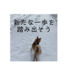 柴犬 琥鉄(こてつ)の日常スタンプ 2（個別スタンプ：9）