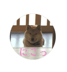 柴犬 琥鉄(こてつ)の日常スタンプ 2（個別スタンプ：11）