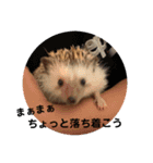 柴犬 琥鉄(こてつ)の日常スタンプ 2（個別スタンプ：12）