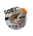 柴犬 琥鉄(こてつ)の日常スタンプ 2（個別スタンプ：13）