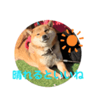 柴犬 琥鉄(こてつ)の日常スタンプ 2（個別スタンプ：14）