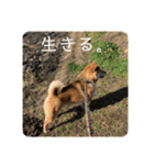 柴犬 琥鉄(こてつ)の日常スタンプ 3（個別スタンプ：4）