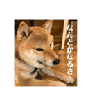 柴犬 琥鉄(こてつ)の日常スタンプ 3（個別スタンプ：8）
