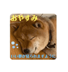 柴犬 琥鉄(こてつ)の日常スタンプ 3（個別スタンプ：9）