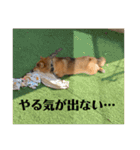 柴犬 琥鉄(こてつ)の日常スタンプ 3（個別スタンプ：10）