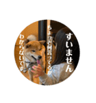 柴犬 琥鉄(こてつ)の日常スタンプ 3（個別スタンプ：14）
