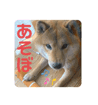 柴犬 琥鉄(こてつ)の日常スタンプ 3（個別スタンプ：16）