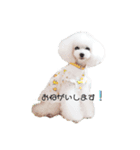白ぷー♡シュッたん（個別スタンプ：5）