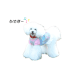 白ぷー♡シュッたん（個別スタンプ：12）