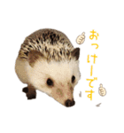 ハリネズミふーちゃんの日常2（個別スタンプ：2）