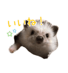 ハリネズミふーちゃんの日常2（個別スタンプ：3）