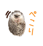 ハリネズミふーちゃんの日常2（個別スタンプ：6）