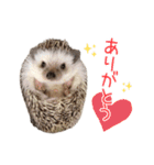 ハリネズミふーちゃんの日常2（個別スタンプ：8）