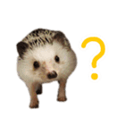 ハリネズミふーちゃんの日常2（個別スタンプ：10）