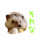 ハリネズミふーちゃんの日常2（個別スタンプ：11）