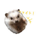 ハリネズミふーちゃんの日常2（個別スタンプ：12）