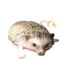 ハリネズミふーちゃんの日常2（個別スタンプ：14）