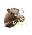 ハリネズミふーちゃんの日常2（個別スタンプ：17）