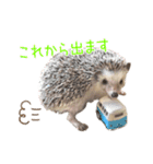 ハリネズミふーちゃんの日常2（個別スタンプ：18）