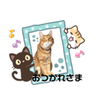 Ginger Tabby Cat Brothers 12（個別スタンプ：8）