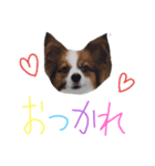 パピヨンスタンプ！（個別スタンプ：3）