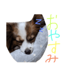 パピヨンスタンプ！（個別スタンプ：4）