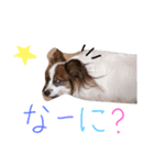 パピヨンスタンプ！（個別スタンプ：5）