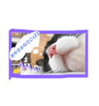 猫2と犬1（個別スタンプ：2）