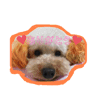猫2と犬1（個別スタンプ：3）