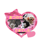 猫2と犬1（個別スタンプ：4）