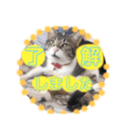 猫2と犬1（個別スタンプ：5）