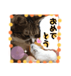 猫2と犬1（個別スタンプ：7）