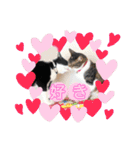 猫2と犬1（個別スタンプ：8）
