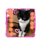 猫2と犬1（個別スタンプ：9）