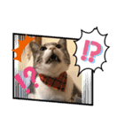 猫2と犬1（個別スタンプ：10）