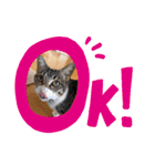 猫2と犬1（個別スタンプ：12）