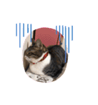 猫2と犬1（個別スタンプ：13）
