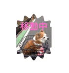 愛犬ぷー様（個別スタンプ：1）